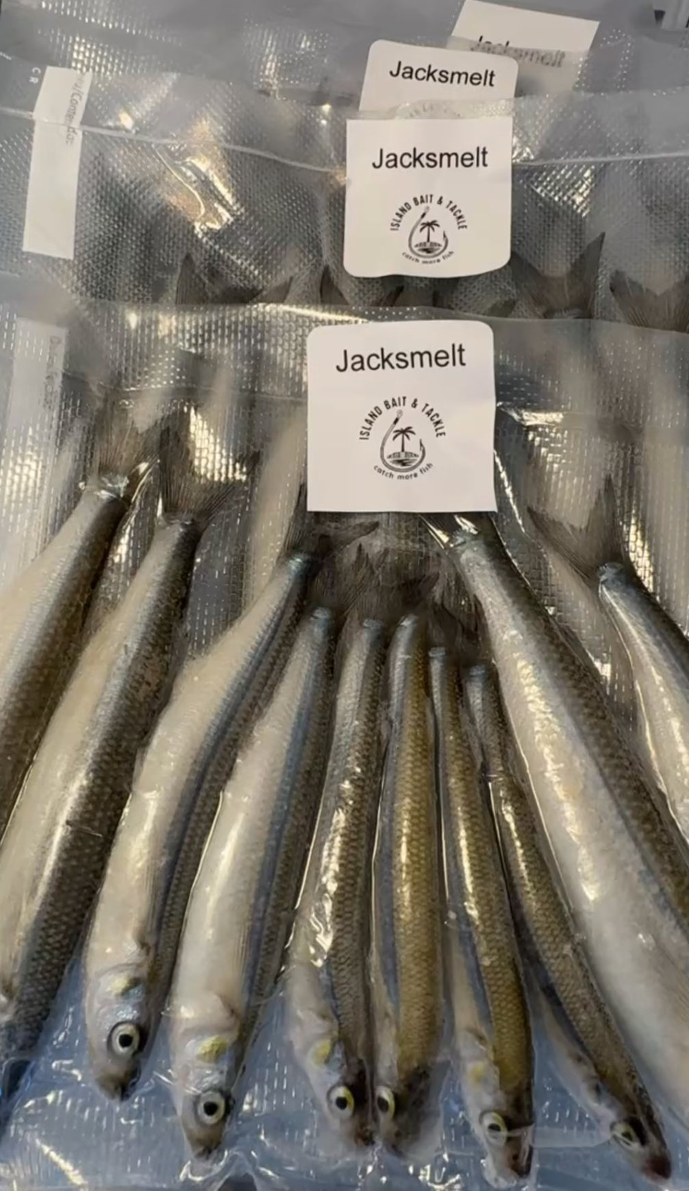 Frozen Bait- Jacksmelt
