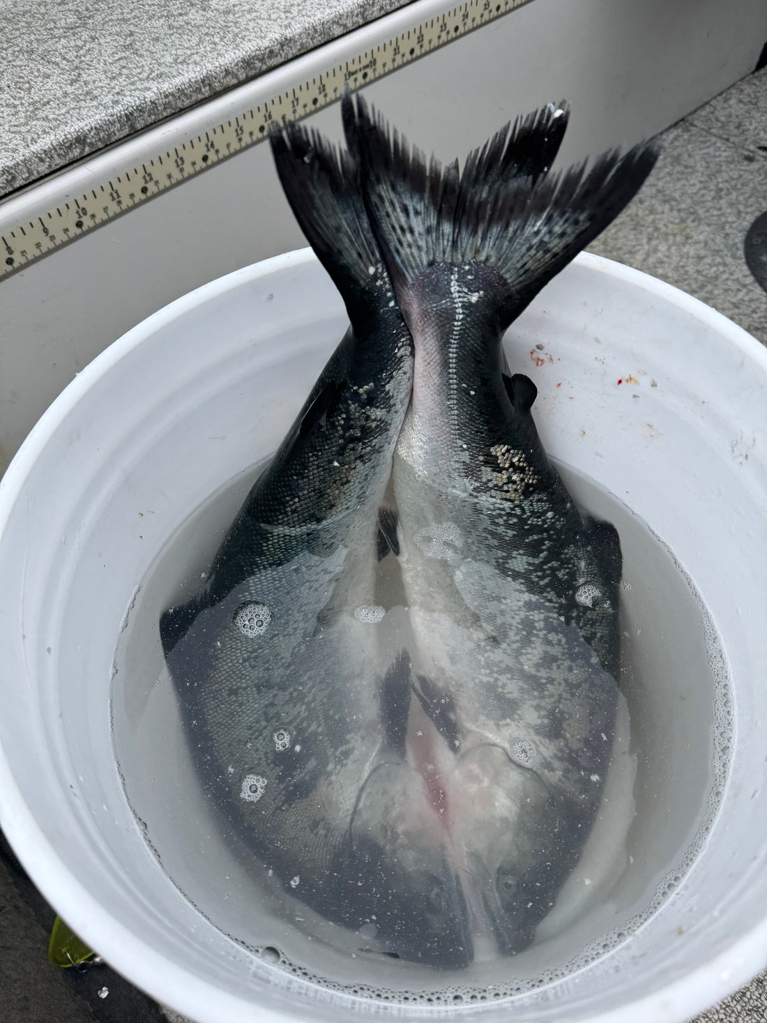 🎣 2025 Salmon Opener Report: Lessons from the Water
